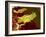 Bacteria Infecting a Macrophage, SEM-Science Photo Library-Framed Photographic Print