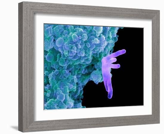 Bacteria Infecting a Macrophage, SEM-Science Photo Library-Framed Photographic Print