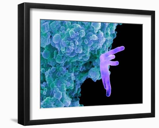 Bacteria Infecting a Macrophage, SEM-Science Photo Library-Framed Photographic Print