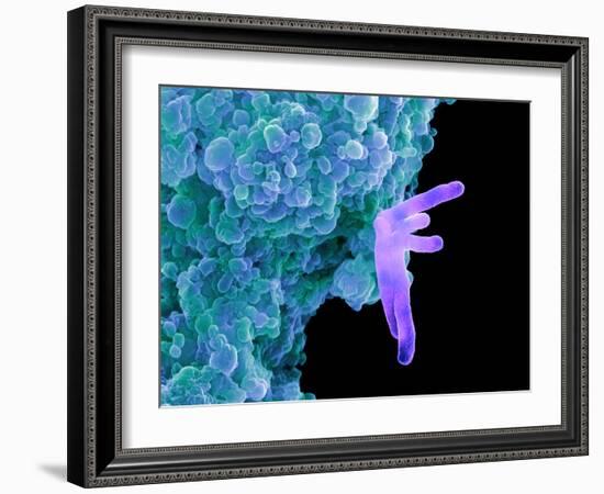 Bacteria Infecting a Macrophage, SEM-Science Photo Library-Framed Photographic Print