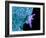 Bacteria Infecting a Macrophage, SEM-Science Photo Library-Framed Photographic Print