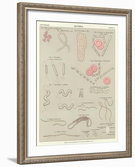 Bacteria-null-Framed Giclee Print