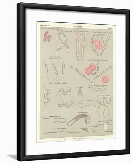 Bacteria-null-Framed Giclee Print