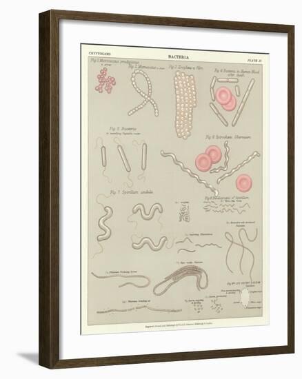 Bacteria-null-Framed Giclee Print