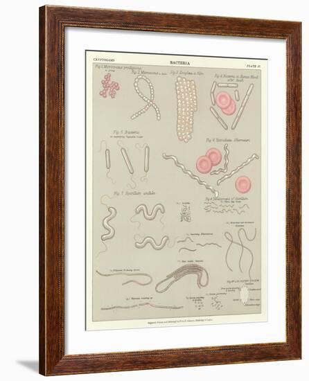 Bacteria-null-Framed Giclee Print