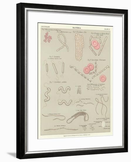Bacteria-null-Framed Giclee Print