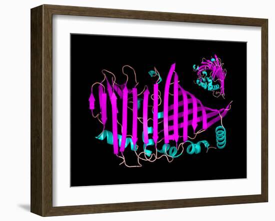 Bacteriochlorophyll-containing Protein-Laguna Design-Framed Photographic Print