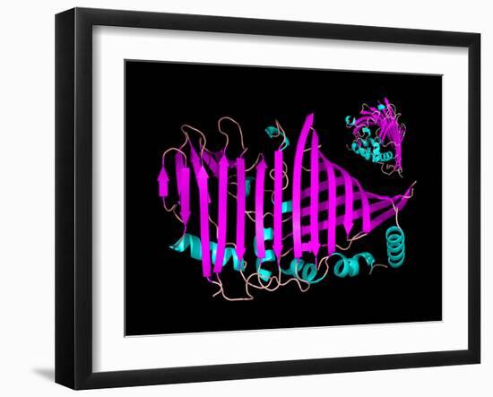 Bacteriochlorophyll-containing Protein-Laguna Design-Framed Photographic Print