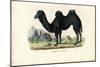 Bactrian Camel, 1863-79-Raimundo Petraroja-Mounted Giclee Print