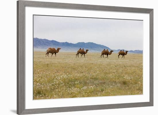 Bactrian Camel Herd. Gobi Desert. Mongolia.-Tom Norring-Framed Premium Photographic Print