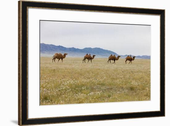 Bactrian Camel Herd. Gobi Desert. Mongolia.-Tom Norring-Framed Premium Photographic Print