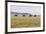 Bactrian Camel Herd. Gobi Desert. Mongolia.-Tom Norring-Framed Premium Photographic Print