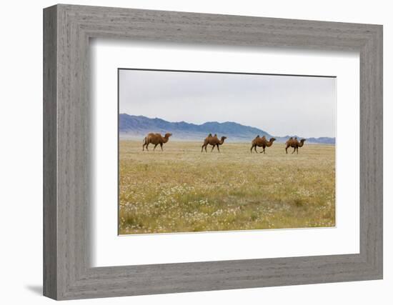 Bactrian Camel Herd. Gobi Desert. Mongolia.-Tom Norring-Framed Photographic Print