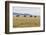 Bactrian Camel Herd. Gobi Desert. Mongolia.-Tom Norring-Framed Photographic Print