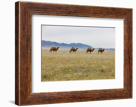 Bactrian Camel Herd. Gobi Desert. Mongolia.-Tom Norring-Framed Photographic Print