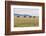 Bactrian Camel Herd. Gobi Desert. Mongolia.-Tom Norring-Framed Photographic Print