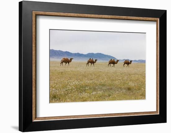 Bactrian Camel Herd. Gobi Desert. Mongolia.-Tom Norring-Framed Photographic Print