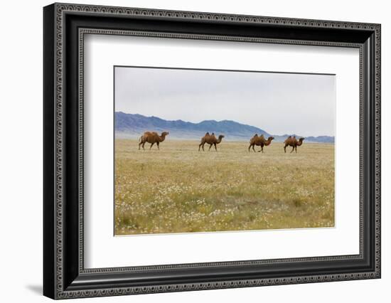 Bactrian Camel Herd. Gobi Desert. Mongolia.-Tom Norring-Framed Photographic Print