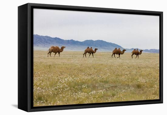 Bactrian Camel Herd. Gobi Desert. Mongolia.-Tom Norring-Framed Premier Image Canvas