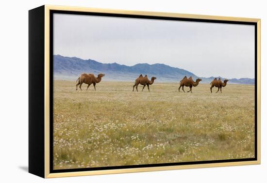 Bactrian Camel Herd. Gobi Desert. Mongolia.-Tom Norring-Framed Premier Image Canvas