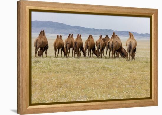 Bactrian Camel Herd. Gobi Desert. Mongolia.-Tom Norring-Framed Premier Image Canvas