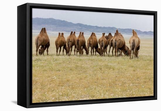 Bactrian Camel Herd. Gobi Desert. Mongolia.-Tom Norring-Framed Premier Image Canvas