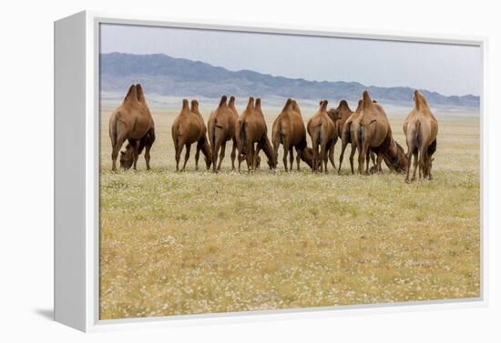 Bactrian Camel Herd. Gobi Desert. Mongolia.-Tom Norring-Framed Premier Image Canvas