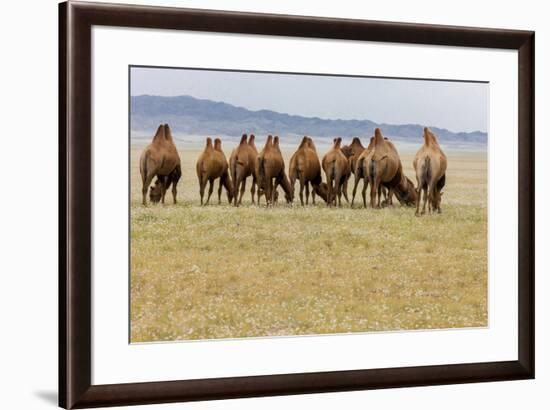 Bactrian Camel Herd. Gobi Desert. Mongolia.-Tom Norring-Framed Premium Photographic Print