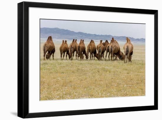 Bactrian Camel Herd. Gobi Desert. Mongolia.-Tom Norring-Framed Premium Photographic Print