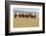 Bactrian Camel Herd. Gobi Desert. Mongolia.-Tom Norring-Framed Photographic Print