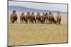 Bactrian Camel Herd. Gobi Desert. Mongolia.-Tom Norring-Mounted Photographic Print