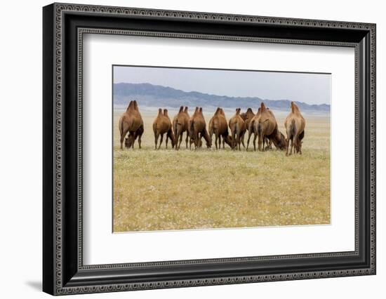 Bactrian Camel Herd. Gobi Desert. Mongolia.-Tom Norring-Framed Photographic Print