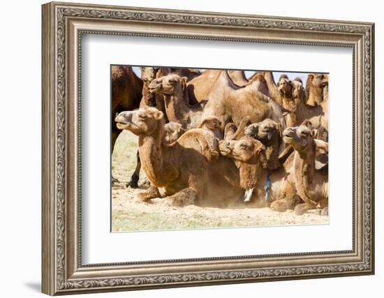 Bactrian Camel Herd. Gobi Desert. Mongolia.-Tom Norring-Framed Photographic Print