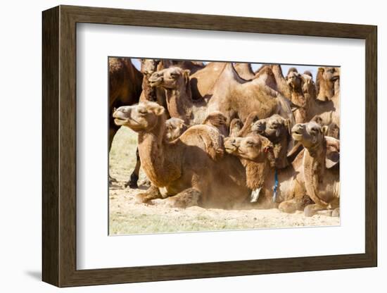 Bactrian Camel Herd. Gobi Desert. Mongolia.-Tom Norring-Framed Photographic Print