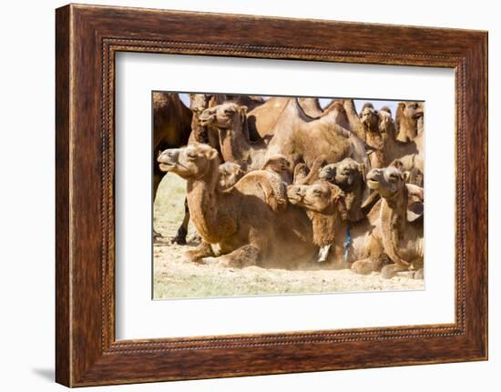 Bactrian Camel Herd. Gobi Desert. Mongolia.-Tom Norring-Framed Photographic Print