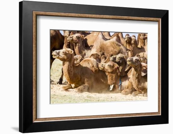 Bactrian Camel Herd. Gobi Desert. Mongolia.-Tom Norring-Framed Photographic Print