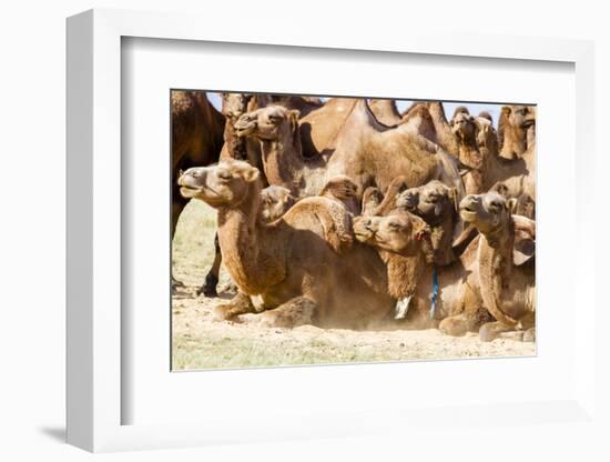 Bactrian Camel Herd. Gobi Desert. Mongolia.-Tom Norring-Framed Photographic Print