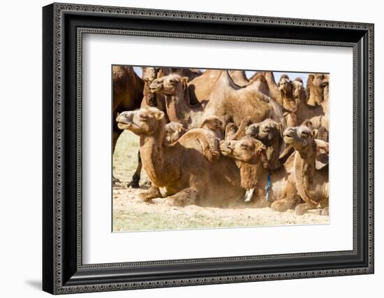 Bactrian Camel Herd. Gobi Desert. Mongolia.-Tom Norring-Framed Photographic Print