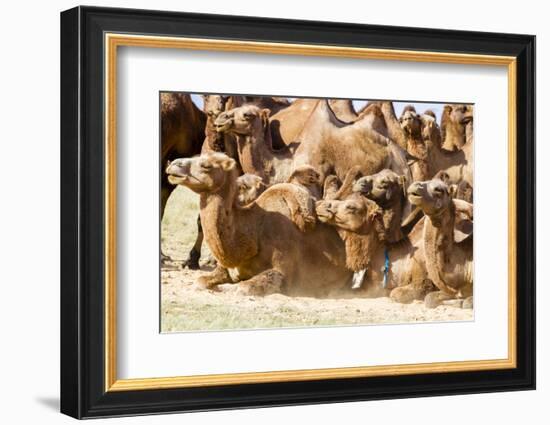 Bactrian Camel Herd. Gobi Desert. Mongolia.-Tom Norring-Framed Photographic Print