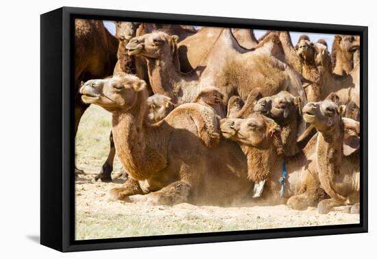 Bactrian Camel Herd. Gobi Desert. Mongolia.-Tom Norring-Framed Premier Image Canvas