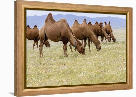 Bactrian Camel Herd. Gobi Desert. Mongolia.-Tom Norring-Framed Premier Image Canvas