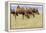 Bactrian Camel Herd. Gobi Desert. Mongolia.-Tom Norring-Framed Premier Image Canvas