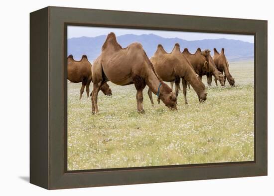 Bactrian Camel Herd. Gobi Desert. Mongolia.-Tom Norring-Framed Premier Image Canvas