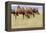 Bactrian Camel Herd. Gobi Desert. Mongolia.-Tom Norring-Framed Premier Image Canvas