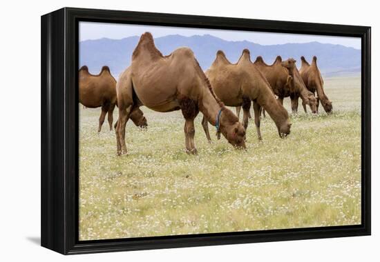 Bactrian Camel Herd. Gobi Desert. Mongolia.-Tom Norring-Framed Premier Image Canvas