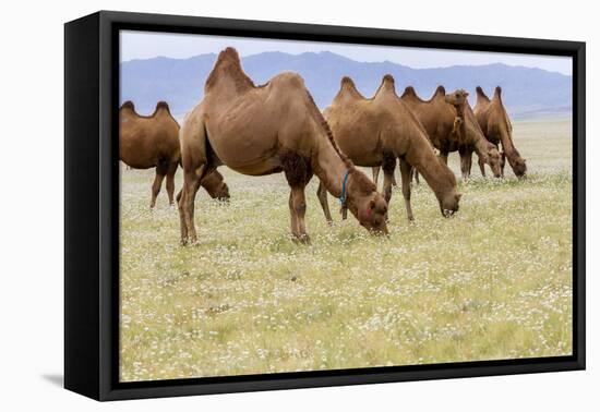 Bactrian Camel Herd. Gobi Desert. Mongolia.-Tom Norring-Framed Premier Image Canvas