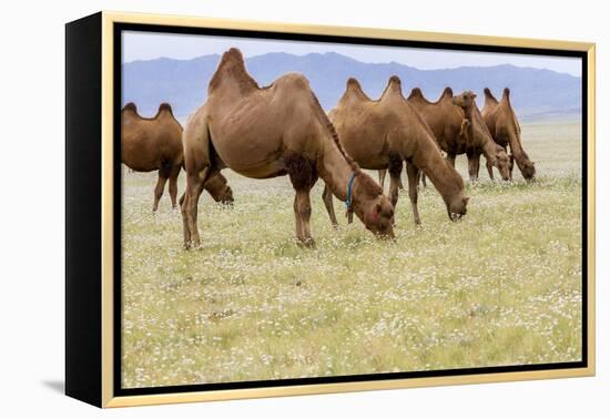 Bactrian Camel Herd. Gobi Desert. Mongolia.-Tom Norring-Framed Premier Image Canvas