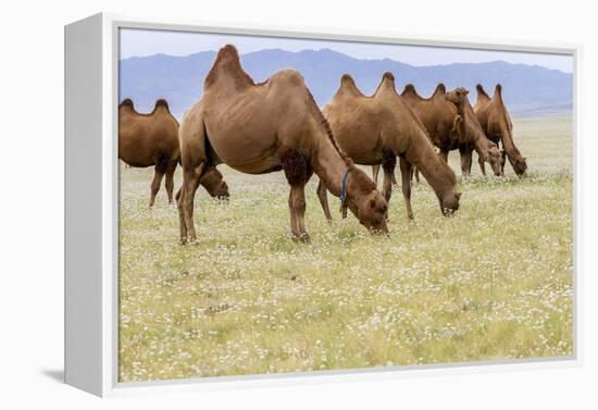 Bactrian Camel Herd. Gobi Desert. Mongolia.-Tom Norring-Framed Premier Image Canvas