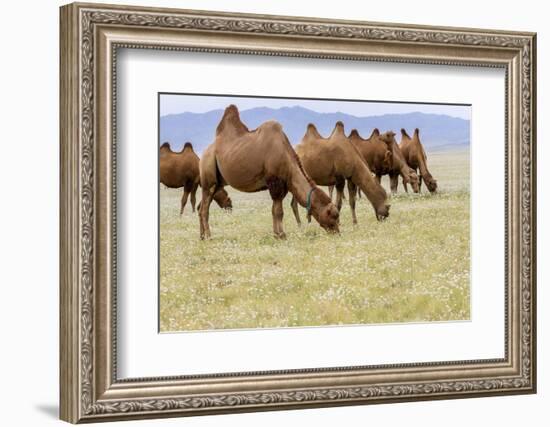 Bactrian Camel Herd. Gobi Desert. Mongolia.-Tom Norring-Framed Photographic Print