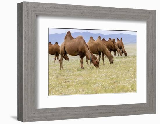 Bactrian Camel Herd. Gobi Desert. Mongolia.-Tom Norring-Framed Photographic Print